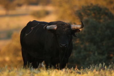 Cow standing on field