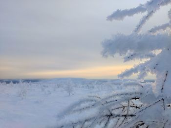 Snow covered trees against sky during sunset