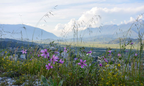 Purple flowering plants on field against sky