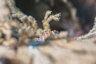 Close-up of fishes swimming in sea