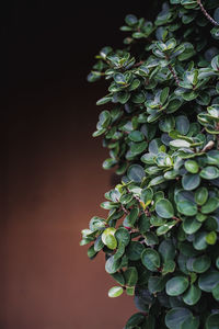 Close-up of fresh green plant against wall