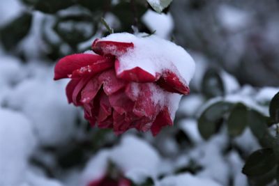 Close-up of red flower blooming outdoors