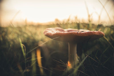 Close-up of mushroom on field