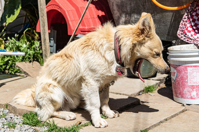 Close-up of dog standing on table