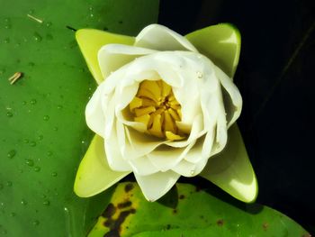 Close-up of yellow water lily