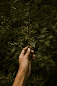 Close-up of hand holding plant outdoors