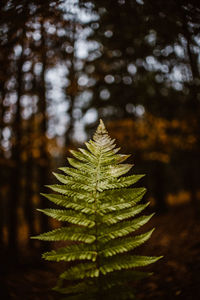 Close-up of fern leaves