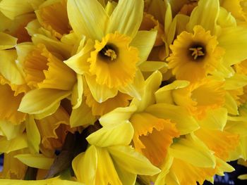 Close-up of yellow flower