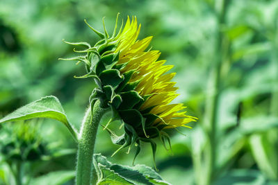 plant