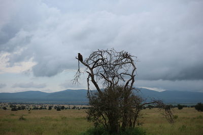 View of bird on landscape against cloudy sky