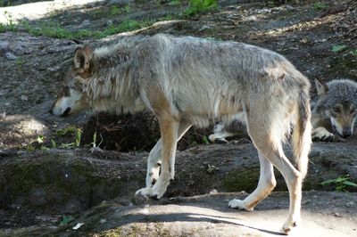 Wolf walking on rock