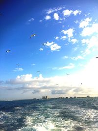 Birds flying over sea