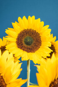 Close-up of sunflower