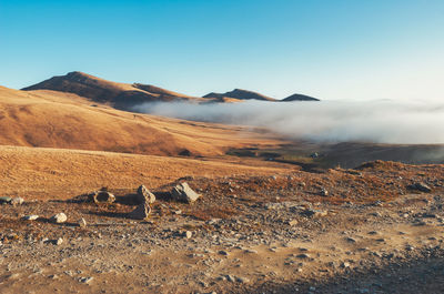 Flock of sheep on a land