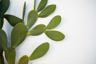 High angle view of succulent plant over white background