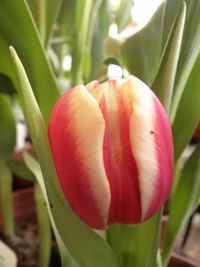 Close-up of red tulip