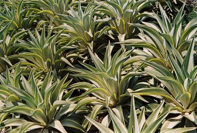 Full frame shot of plants