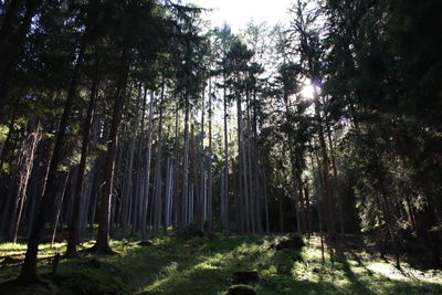 Low angle view of sunlight streaming through trees in forest