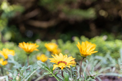 Close-up of yellow flowering plant on field