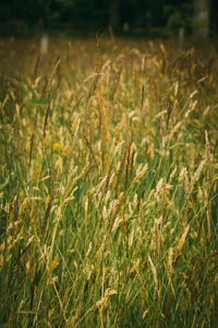 Close-up of wheat field