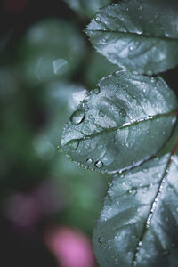 Close-up of wet leaf