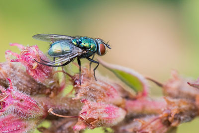 Close-up of butterfly pollinating on flower