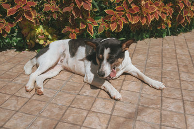 Dog lying down on floor during autumn