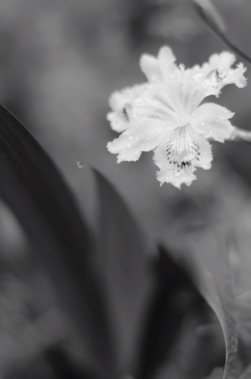 flower, fragility, petal, freshness, flower head, close-up, growth, focus on foreground, beauty in nature, plant, nature, blooming, single flower, stem, in bloom, water, selective focus, leaf, season, blossom