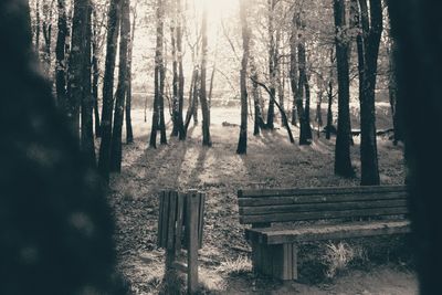 Trees in forest