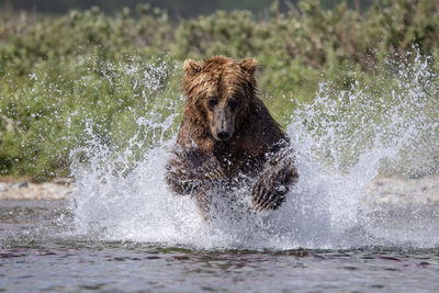 Brown bear jumps into river to catch a king salmon