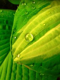 Close-up of green insect on leaf