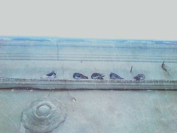 animals in the wild