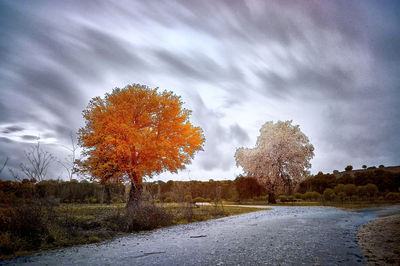 Autumn trees on landscape against sky