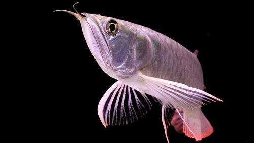 Arowana fish shot in a aquarium tank