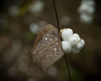 Close-up of wet white flowers