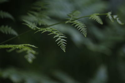 Close-up of fern leaves