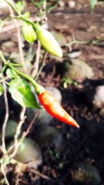 Close-up of strawberry growing on field