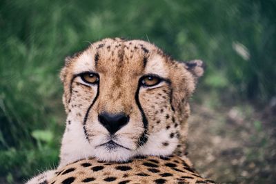 Close-up portrait of a cat