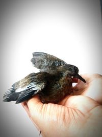 Close-up of hand holding bird