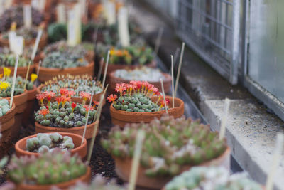 High angle view of potted cactus in th botanical garden