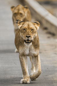 Portrait of lioness walking on road