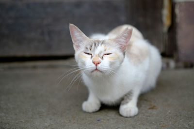 Close-up portrait of cat