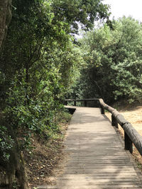 Boardwalk amidst trees against sky