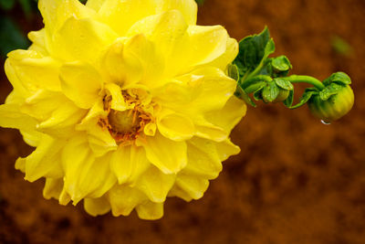 Close-up of yellow flowering plant