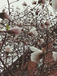 Low angle view of flowers on tree