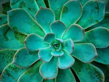 Close-up of succulent plant