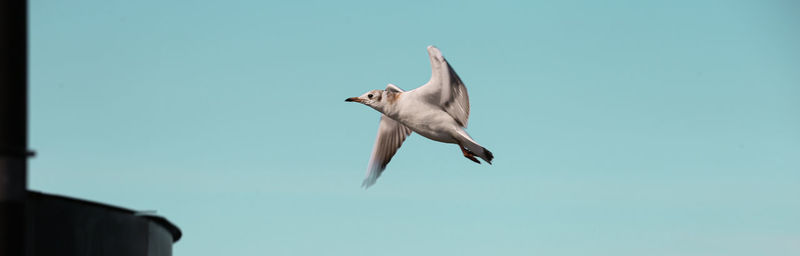 Low angle view of seagull flying