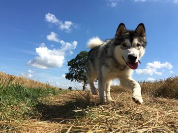 Portrait of dog on field against sky