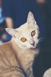 Close-up portrait of cat