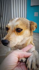 Close-up of hand holding dog
